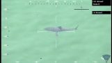 Hvid haj sprede terror i stranden i Massachusetts
