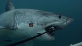 White shark attack i GoPro
