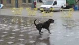 Щасливий собака в фонтан