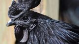 Černé kuře, které stojí 1500 €