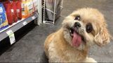 Hunden Marnie i supermarkeder