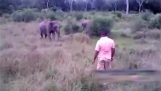 How do you stop an elephant that attacked;