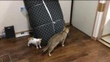 Gattino Gioca gioco del Tag con gatto adulto