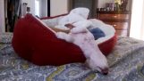 Kutyák alvás furcsa pozíciók összeállítása