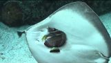 Arraia tenta comer um peixe no aquário do Pacífico