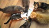 Yndig katte forsøger at spise usynlige tun