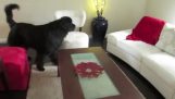 Παίζοντας κρυφτό με έναν σκύλο