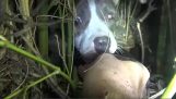 Záchranu toulavého psa s nečekané překvapení