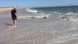En strand som är full av hajar