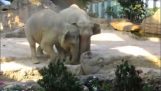 Elefanti aiutando elefante