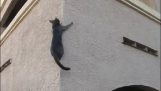 De kat klimmer
