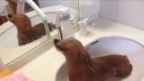 Um cão com fraqueza no chuveiro