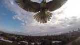 Hawk útoku drone