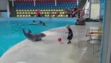 Δελφίνι παίζει μπάλα με ένα μικρό αγόρι