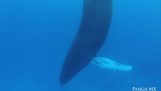 沉睡在水之下的鲸鱼;