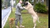 Кучета приветства войници дом