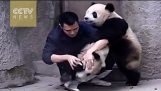 Pandas pegajosos não querem tomar seu remédio