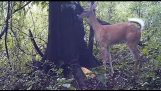If A Deer Farts In The Woods