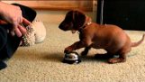 Maddie the 10 Week old Dachshund learning to ring a service bell!