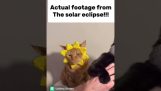 La rappresentazione dell'eclissi con i gatti