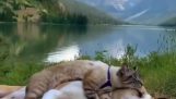En hund och en katt tar en tupplur