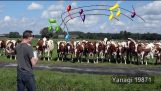 MoOzart Serenading The Cattle / Cow Burp Concert 2