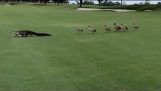 Gęsi Chase Alligator Across golfowym