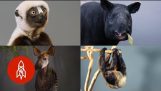 Nio sällsynta arter av djur som snart kan vara utdöd