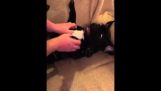French bull dog – loves being tickled