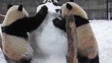 Toronto Zoo Panda Family speelt met Sneeuwman
