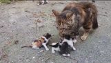 القطط تموء الطفل بصوت عال جدا لأمي القط