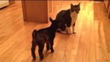 Baby Goat Tries to Headbutt Cat