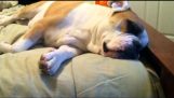 English sleeping and snoring Bulldog