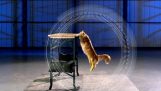 Cats vs. Gravity | Science of Stupid