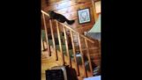 Dumb Cat Slides Down Banister