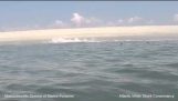 Beyaz Köpekbalığı 0: Mühür 1 – Cape Cod
