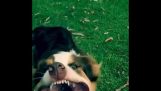 Hond neemt op bladblazer in slow motion.