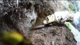Ausgrabung eines Sfikofwlias in Neuseeland