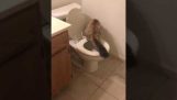 화장실에서 우리의 고양이 오줌 싸!
