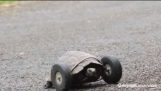 Schildkröte, 90, Ruft Räder für Beine