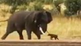 Dětská Buffalo Ukazuje Elephant kdo je tady pánem