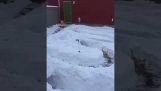 Cão nevado Obstacle Course