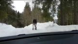 Frustrovaný Window Moose Smashes Car
