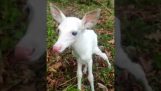 ピュアホワイト新生児子鹿