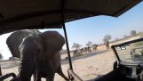 Słoń atak na GoPro