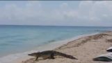 鱷魚暈眩泳客漫步在海灘度假村