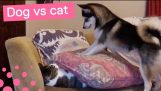 Pecsételés KUTYA megpróbálja felébreszteni NYUGALOM CAT