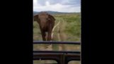 Vild elefant går galet på Sri Lankas jeepsafari!
