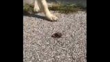 Um cão salva vermes o betume, colocando-os suavemente na grama