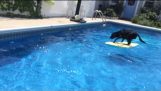 Perro salta en tabla de surf, paseos para buscar la bola!